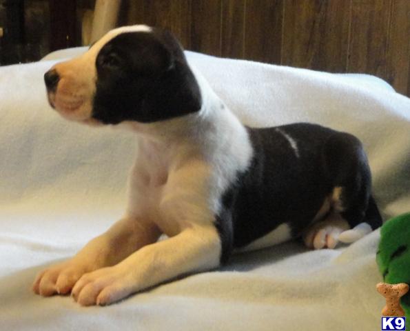 Puppies in Ava